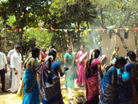 Pongal Festival
